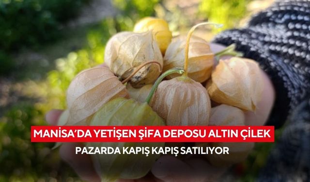 Manisa’da yetişen şifa deposu altın çilek pazarda kapış kapış satılıyor