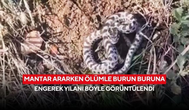 Mantar ararken ölümle burun buruna: Engerek yılanı böyle görüntülendi