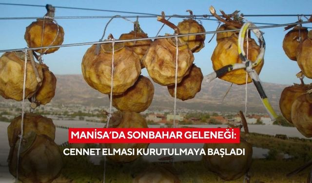 Manisa’da sonbahar geleneği: Cennet elması kurutulmaya başlandı