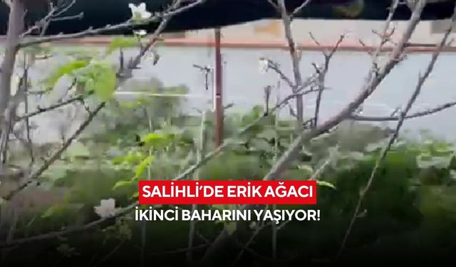 Salihli’de erik ağacı ikinci baharını yaşıyor!