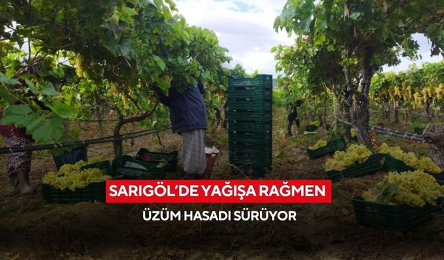 Sarıgöl’de yağışa rağmen üzüm hasadı sürüyor