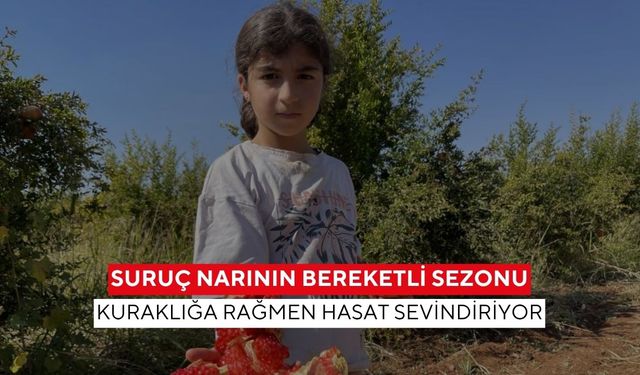 AB Tescilli Suruç Narında hasat başladı... Ekşi Avrupa’ya, tatlı Arap ülkelerine