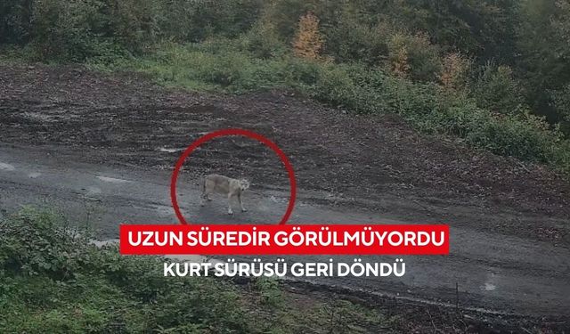 O anlar kamerada! Kurt sürüsü fotokapana yakalandı! Vatandaşlar tedirgin