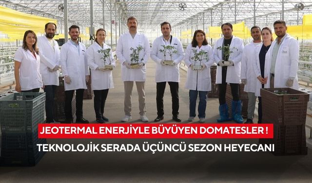 Jeotermal enerjiyle büyüyen domatesler !  Teknolojik serada üçüncü sezon heyecanı