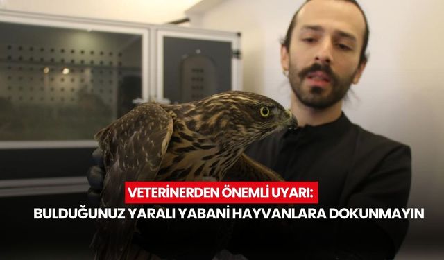 Veterinerden önemli uyarı: Bulduğunuz yaralı yabani hayvanlara dokunmayın