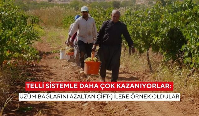 Telli sistemle kurulan üzüm bağı, üreticilerin ilgi odağı oldu