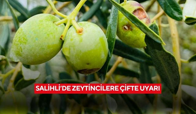 Salihli’de zeytincilere çifte uyarı: ‘Halkalı Leke’ ve ‘Zeytin Sineği’ tehlikesi