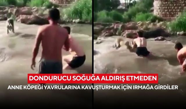Yürekleri ısıtan anlar: Irmakta mahsur kalan köpek, duyarlı gençler sayesinde kurtuldu