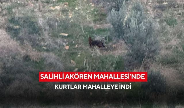 Salihli Akören Mahallesi’nde kurtlar mahalleye indi