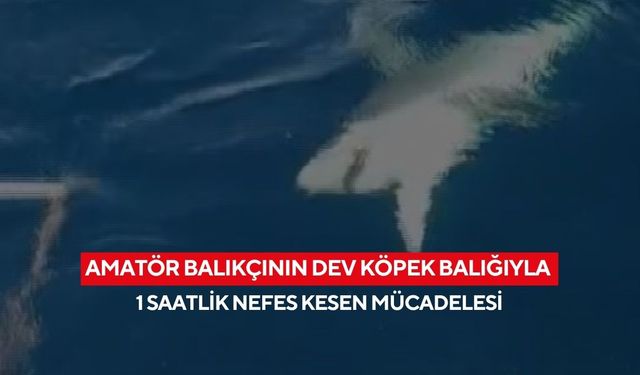 Amatör balıkçının dev köpek balığıyla 1 saatlik nefes kesen mücadelesi...