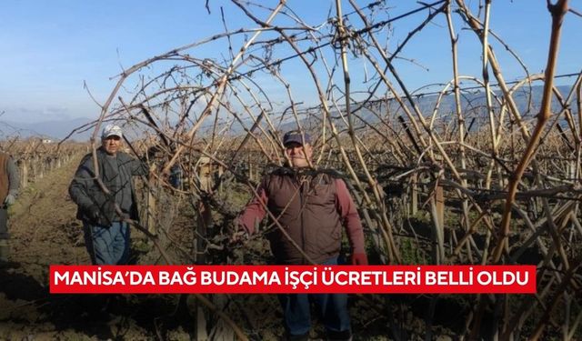 Manisa’da bağ budama işçi ücretleri belli oldu