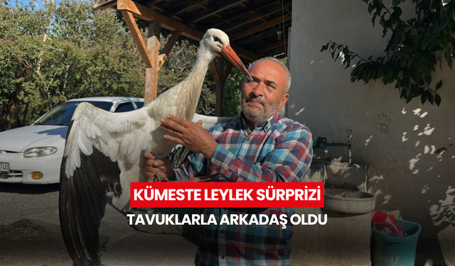 Bahçede yaralı leylek buldu, kümeste tavuklarla birlikte besliyor