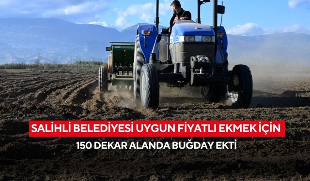 Salihli Belediyesi uygun fiyatlı ekmek için 150 dekar alanda buğday ekti