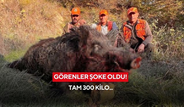 Avcılar şoke oldu: 300 kiloluk dev yaban domuzu avlandı