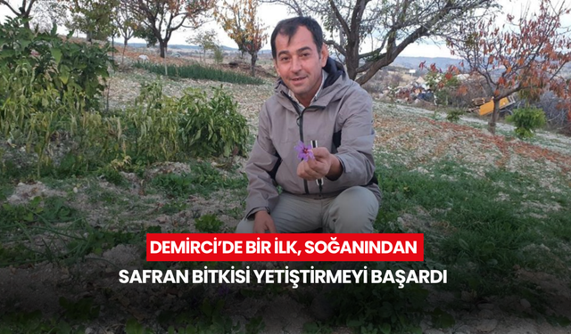 Demirci’de bir ilk, soğanından safran bitkisi yetiştirmeyi başardı