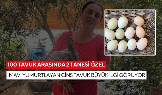 Doktorlar tavsiye ediyor! 100 tavuk arasında 2 tanesi özel! Vitamin deposu mavi yumurtalar vatandaşların gözdesi oldu...
