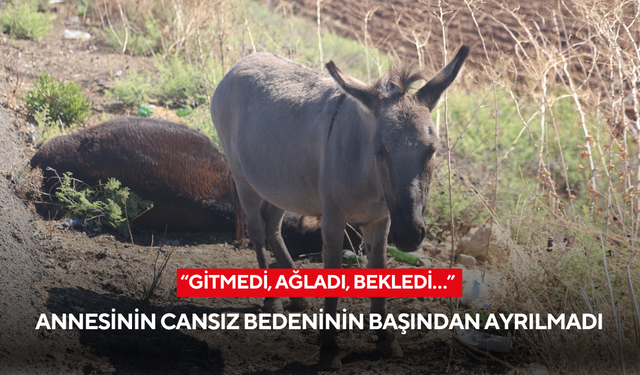 “Gitmedi, ağladı, bekledi…” Annesinin cansız bedeninin başından ayrılmadı