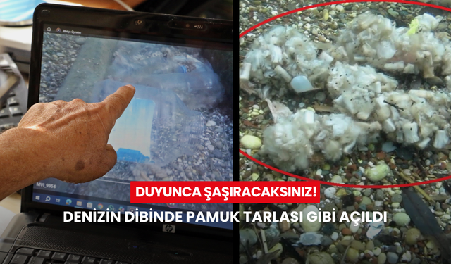 İlk yağmurla ortaya çıktı! Denizin dibinde pamuk tarlası gibi açıldı