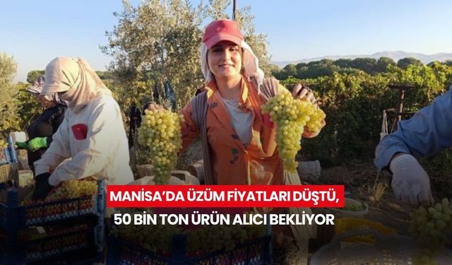 Manisa’da üzüm fiyatları düştü, 50 bin ton ürün alıcı bekliyor