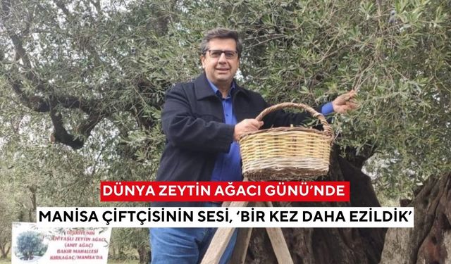 Dünya Zeytin Ağacı Günü’nde Manisa çiftçisinin sesi, ‘Bir kez daha ezildik’