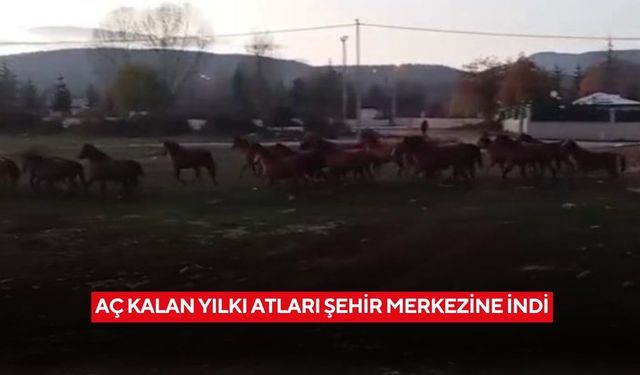 Aç kalan yılkı atları şehir merkezine indi