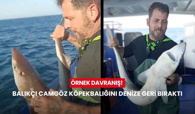 Örnek davranış! Balıkçı camgöz köpekbalığını denize geri bıraktı