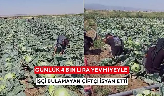 Rekor yevmiyeye rağmen işçi yok! Çiftçinin isyan videosu kısa sürede gündem oldu