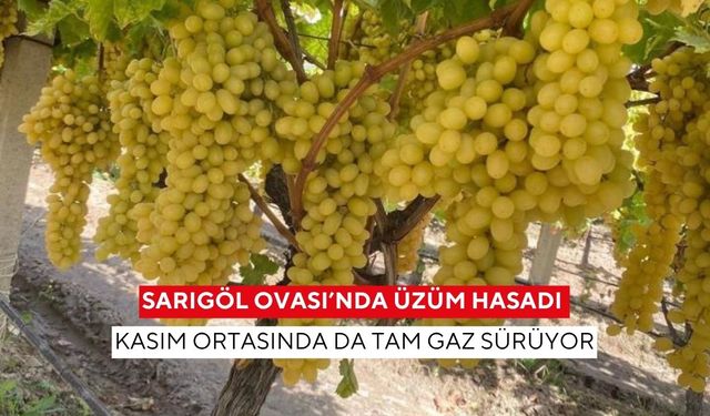 Sarıgöl Ovası’nda üzüm hasadı Kasım ortasında da tam gaz sürüyor