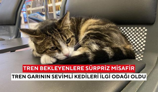 Soğuktan kaçıp içeri sığınıyorlar... Tren istasyonu kedilere sıcak yuva oldu