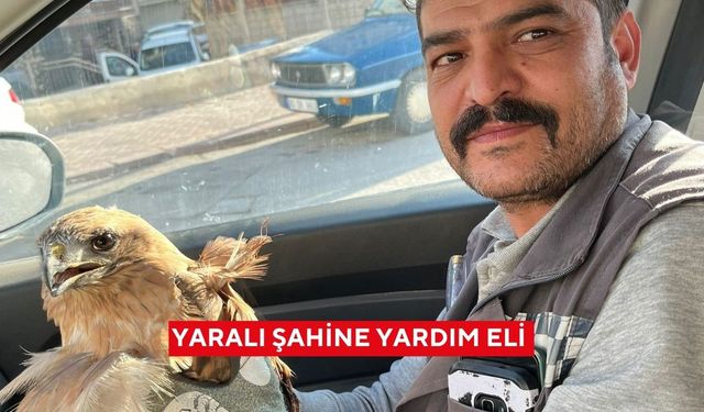 Yaralı şahine yardım eli