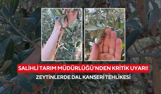 Salihli’de zeytin üreticilerine uyarı: Dal kanserine karşı bordo bulamacı zamanı