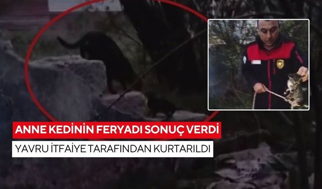 Anne kedinin feryadı sonuç verdi... Yavru itfaiye tarafından kurtarıldı
