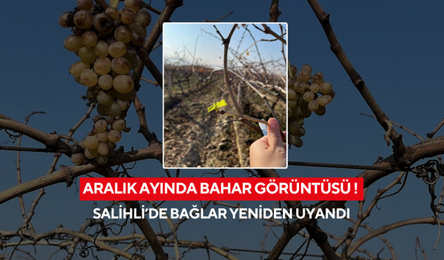 Aralık ayında bahar görüntüsü ! Salihli’de bağlar yeniden uyandı