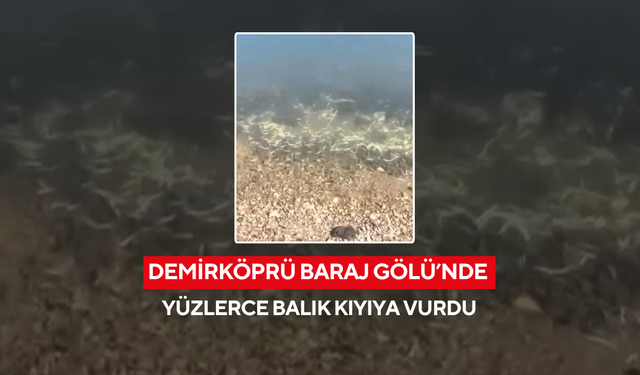 Demirköprü Baraj Gölü’nde yüzlerce balık kıyıya vurdu