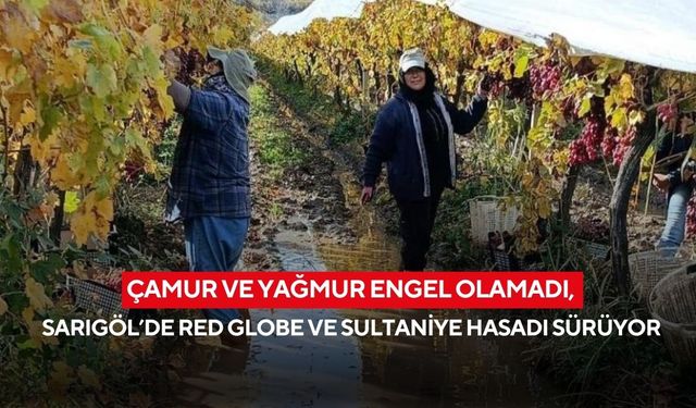 Çamur ve yağmur engel olamadı, Sarıgöl’de Red Globe ve Sultaniye hasadı sürüyor