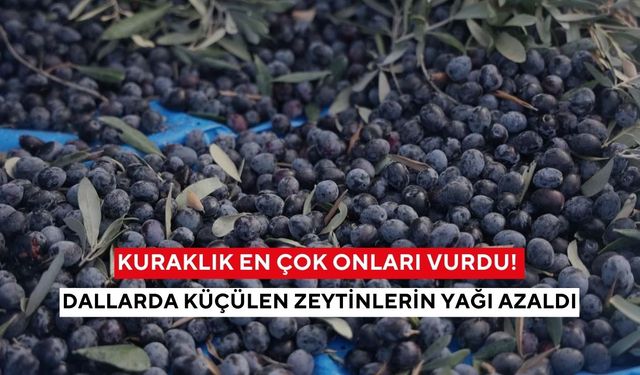 Geçen yıl 2 tondu, bu yıl 500 kilo bile zor! Kuraklık üreticiyi çaresiz bıraktı