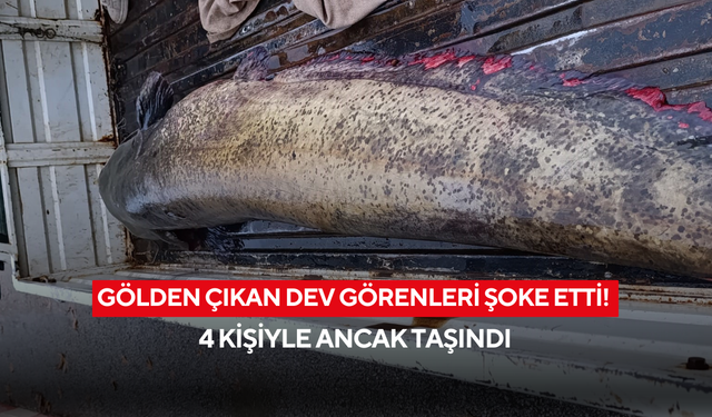 Gölden çıkan dev görenleri şoke etti! 4 kişiyle ancak taşındı