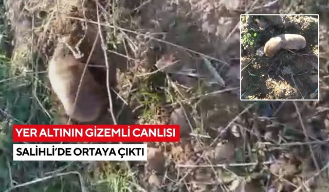 Yer altının gizemli canlısı Salihli’de ortaya çıktı