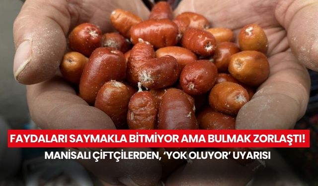 Faydaları saymakla bitmiyor ama bulmak zorlaştı! Manisalı çiftçilerden 'Yok oluyor' uyarısı