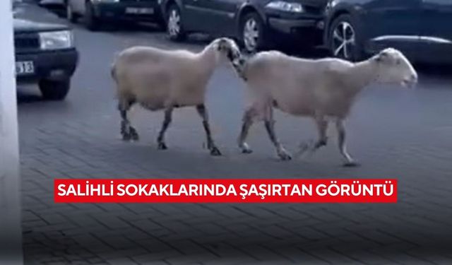 Salihli sokaklarında başıboş koyunlar şaşkınlık yarattı