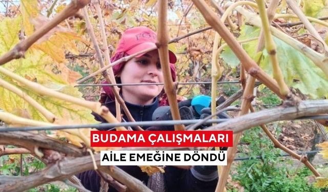 Manisa'da budama çalışmaları aile emeğine döndü