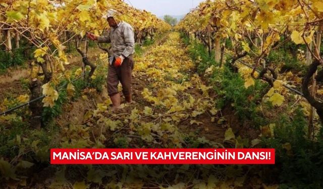 Üzüm bağlarında sarı ve kahverenginin dansı! Manisa’da görsel şölen