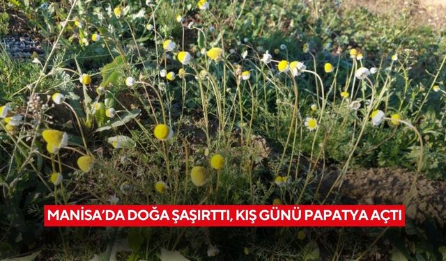 Manisa’da doğa şaşırttı, kış günü papatya açtı