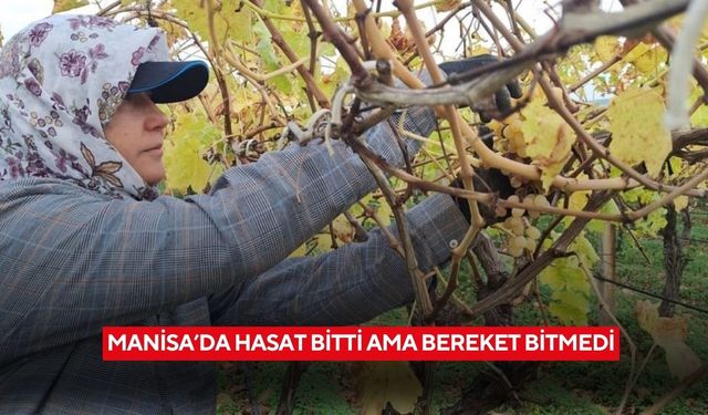 Manisa’da hasat bitti ama bereket bitmedi