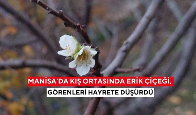 Manisa’da kış ortasında erik çiçeği görenleri hayrete düşürdü