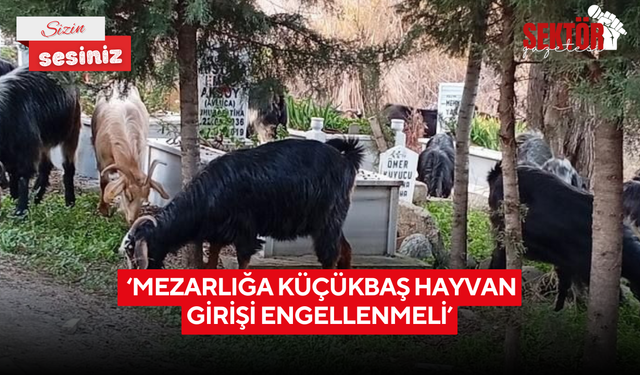 ‘Mezarlığa küçükbaş hayvan girişi engellenmeli’
