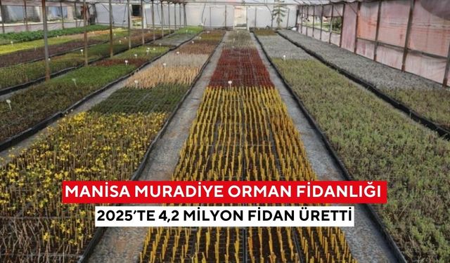 Manisa'da 81 yıllık fidanlık Türkiye’nin dört bir yanına nefes oluyor