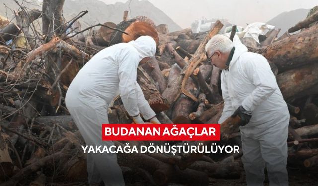 Budanan ağaçlar yakacağa dönüştürülüyor