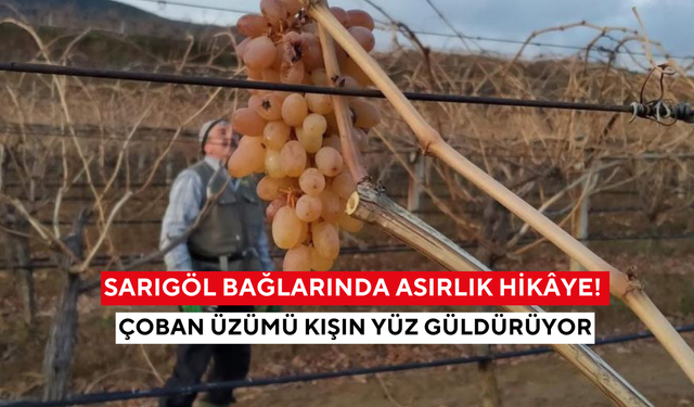 Sarıgöl bağlarında asırlık hikâye! Çoban üzümü kışın yüz güldürüyor