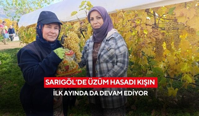 Sarıgöl’de üzüm hasadı kışın ilk ayında da devam ediyor